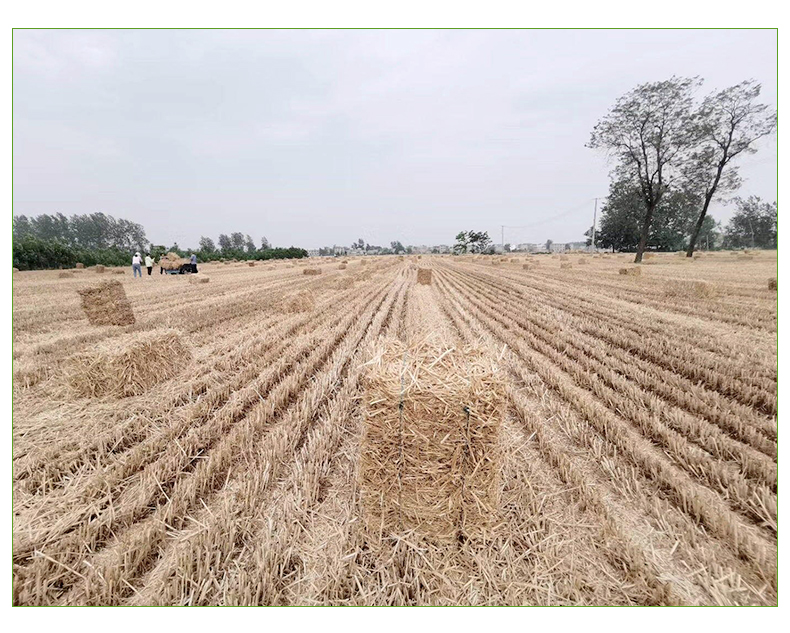 藍(lán)塑料繩詳情_11